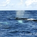 whale_humpback_h_00873_dom3005.jpg